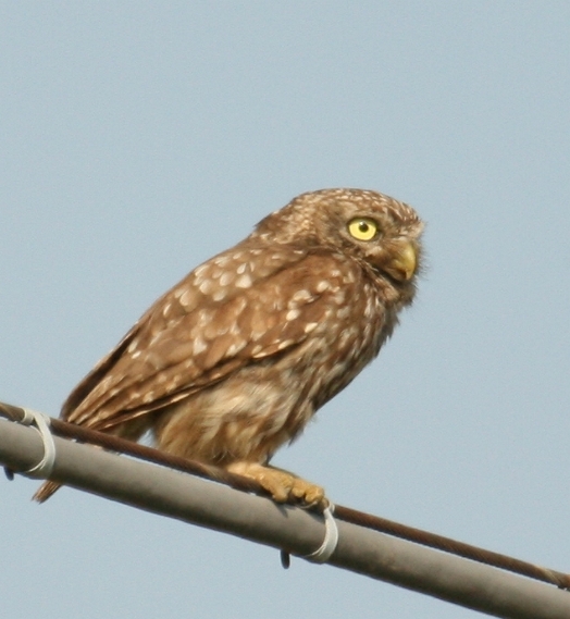 Civetta Athene noctua. Tre ritrattini.